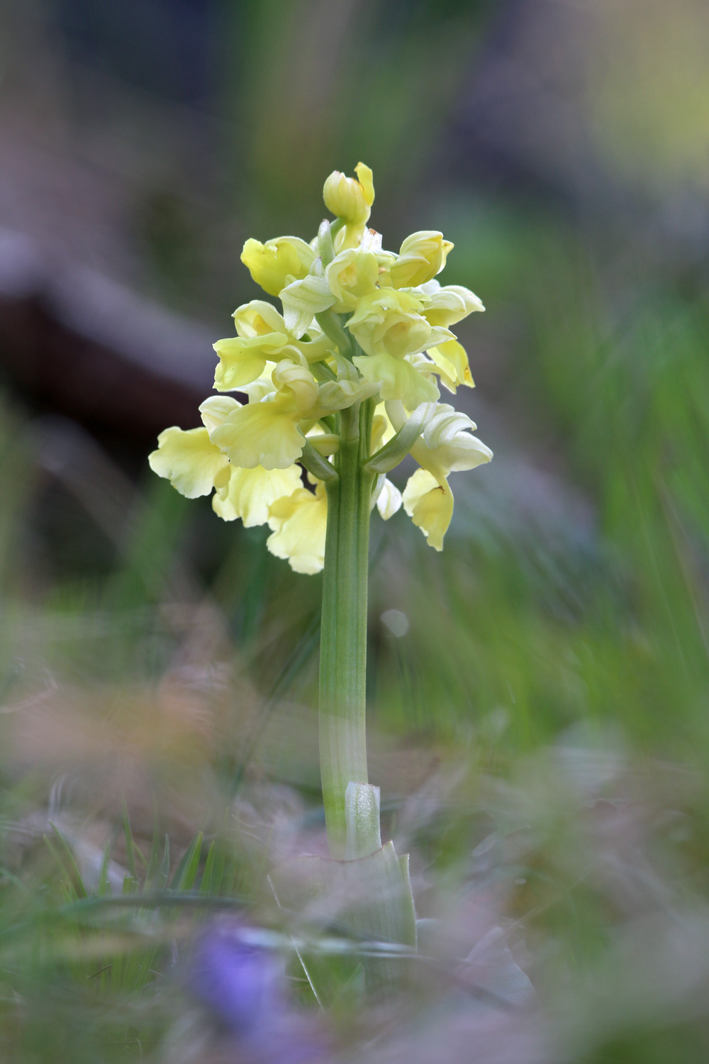 Orchis pallens